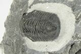 Two D Gerastos Trilobites - Mrakib, Morocco #204431-5